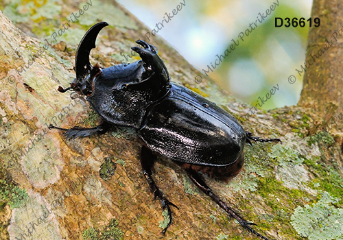 Black Pan Beetle (Enema pan)